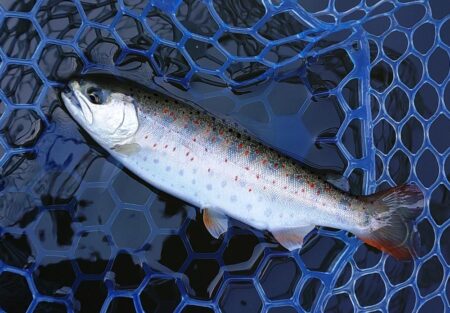 表層で大型ボッコボコ ～岡崎トラウトポンド～